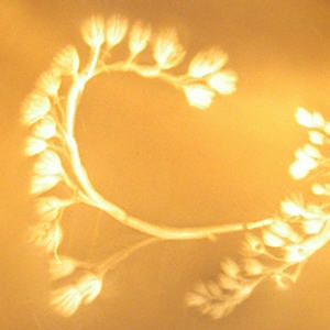 Goldrute,  Pflanzenbilder f. LEUCHTENSCHIRM aus Porzellan