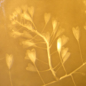 Hirtentschl,  Pflanzenbild f. LEUCHTENSCHIRM aus Porzellan