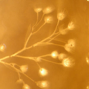Zittergras, Pflanzenmotiv, Pflanzenbild f. LEUCHTENSCHIRM aus Porzellan